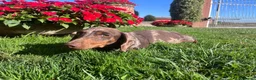 Bassotto cani in vendita: Cuccioli bassotti kaninkeen  - Annuncio 2