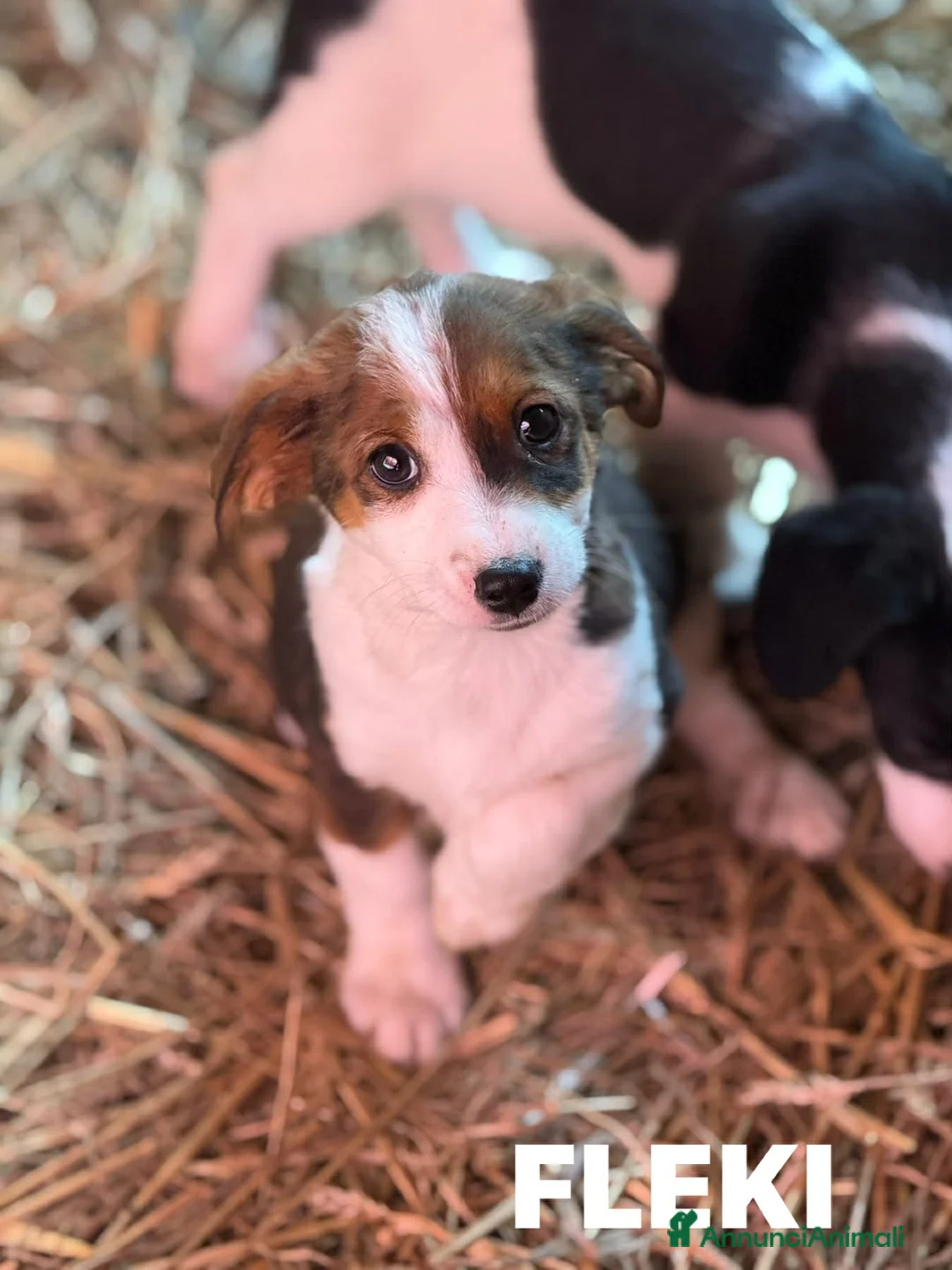 Meticcio cani in regalo: 8 super CUCCIOLI tg PICCOLA cercano amore! - Annuncio 13