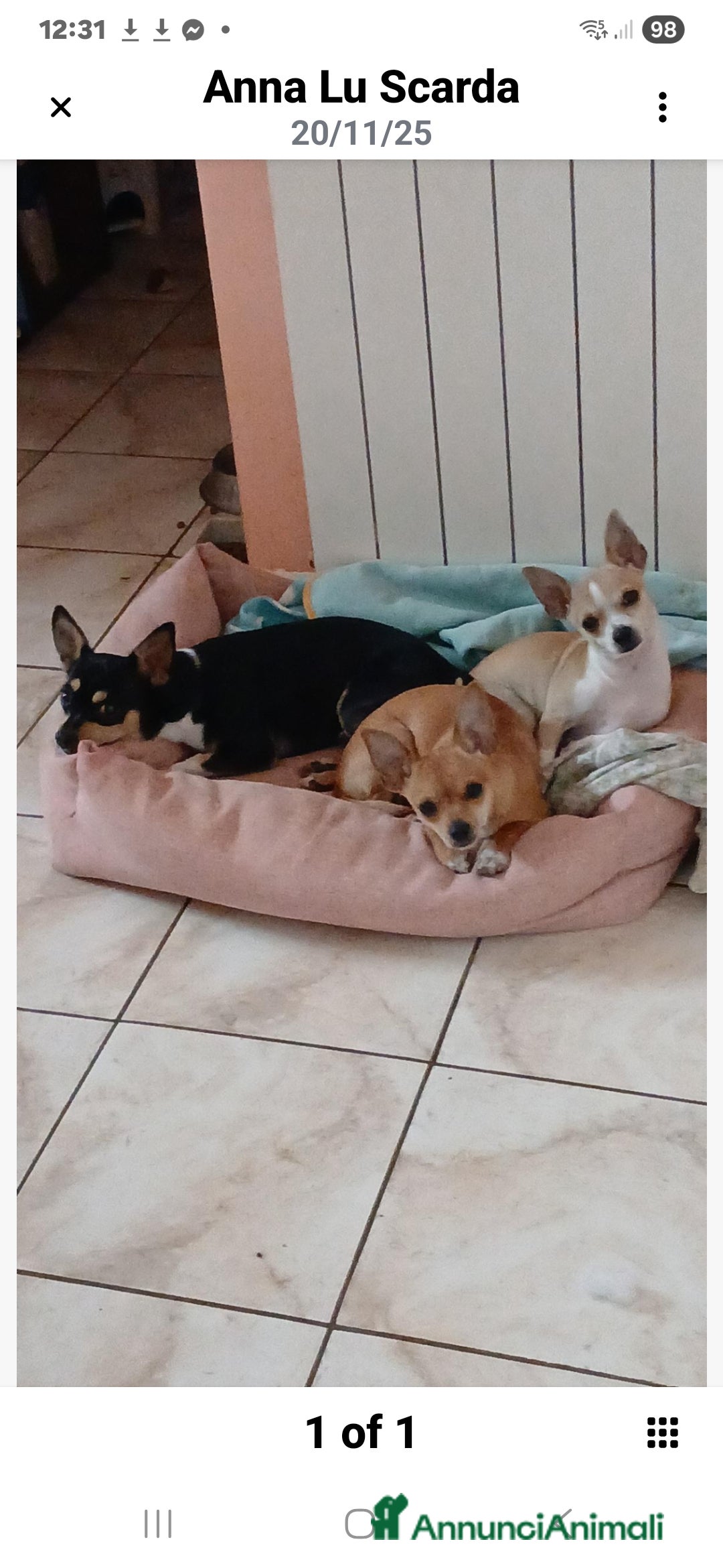 Chihuahua cani in vendita: Cuccioli di Chihuahua - Annuncio 20