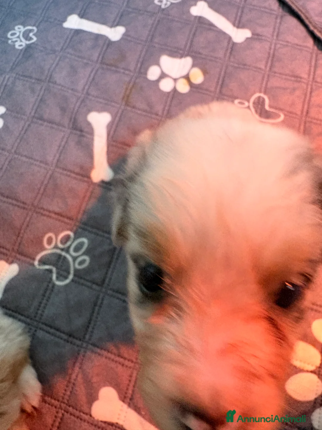 Australian Shepherd cani in vendita: Bella ultima cucciola pastore australiano  - Annuncio 10