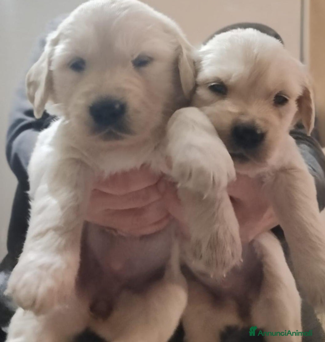 Golden Retriever cani Cucciole Golden Retriever  - Annuncio 2