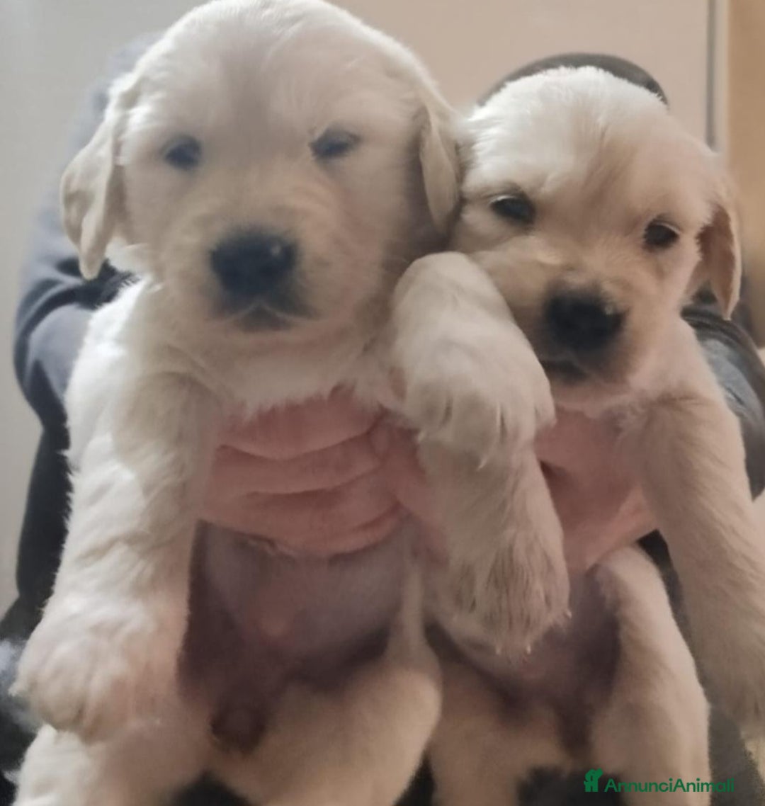 Golden Retriever cani in vendita: Cucciole Golden Retriever  - Annuncio 2