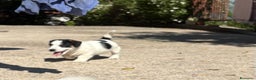 Jack Russell cani in vendita: cuccioli Jack Russell Terrier - Annuncio 4