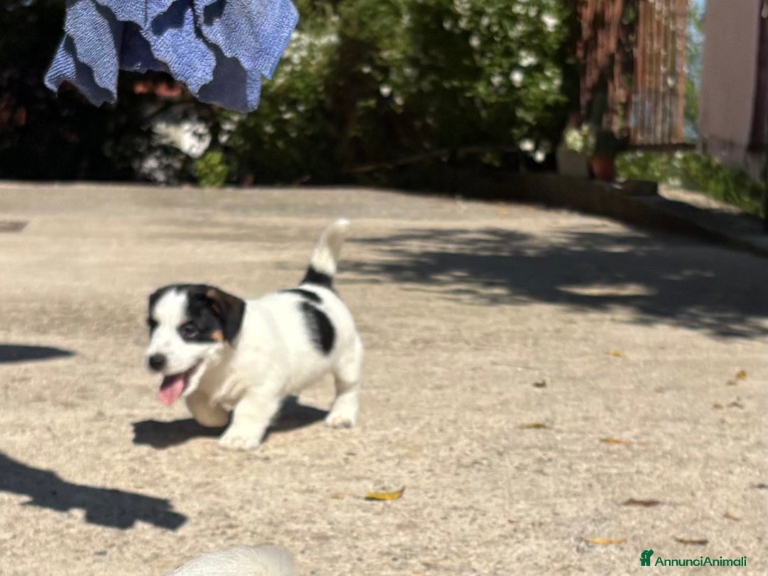 Jack Russell cani in vendita: cuccioli Jack Russell Terrier - Annuncio 4