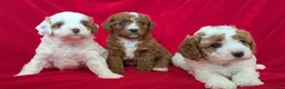 Cavapoo cani in vendita: Splendidi cuccioli di Cavapoo F1B a Città metropolitana di Milano - Annuncio 2