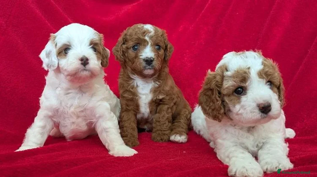 Cavapoo cani in vendita: Splendidi cuccioli di Cavapoo F1B a Città metropolitana di Milano - Annuncio 2