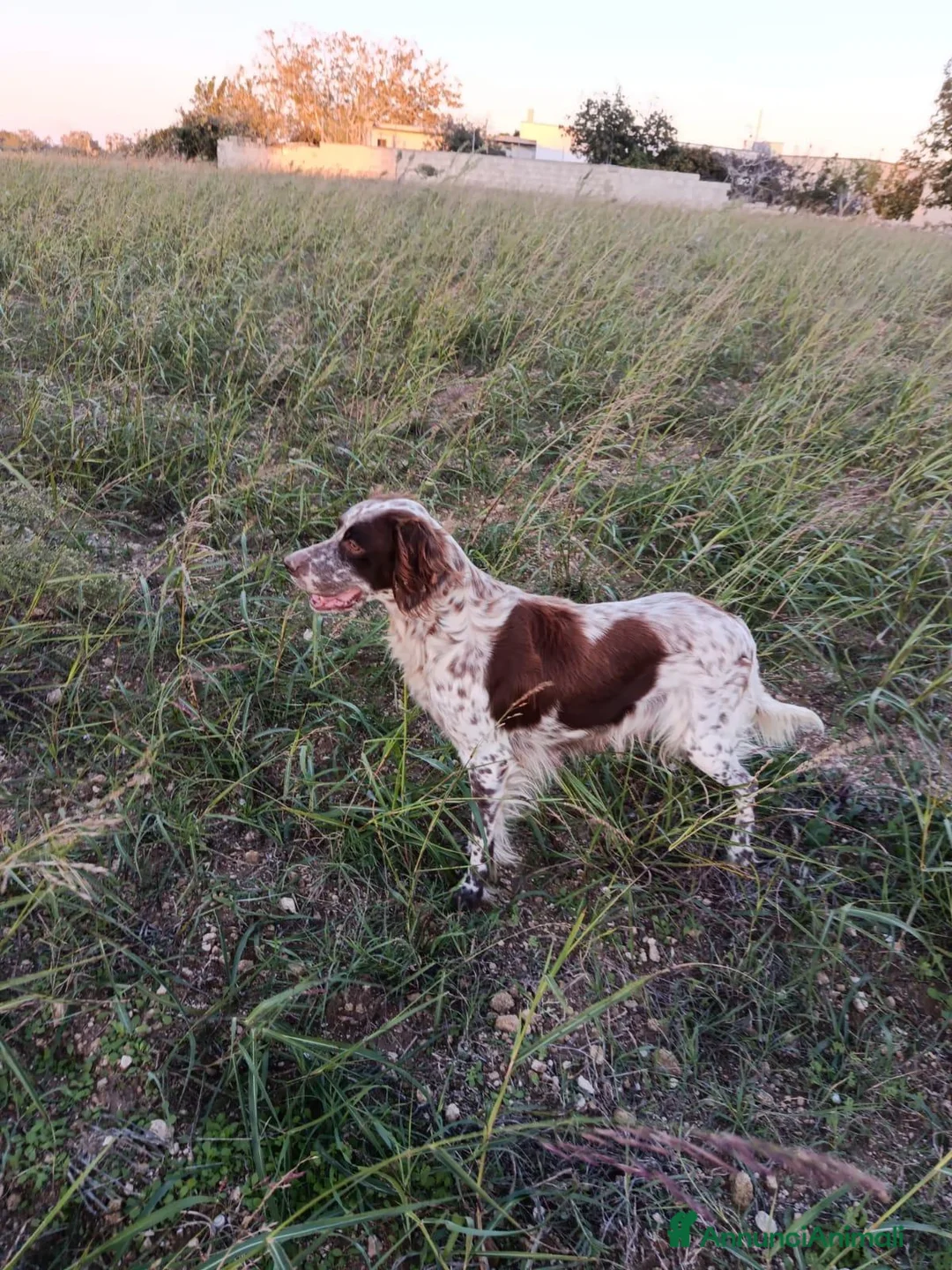 Setter Inglese cani in vendita: Setter inglese  - Annuncio 2
