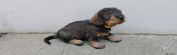 Bassotto cani in vendita: bassotto tedesco pelo forte  a Provincia di Bergamo - Annuncio 4