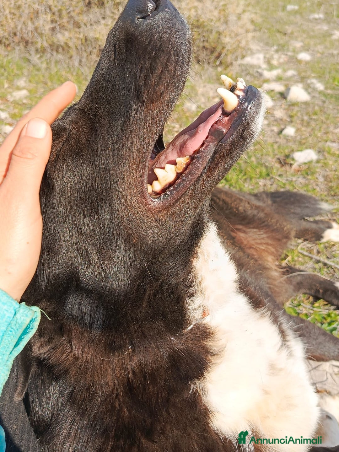 Labrador cani in regalo: Splendida simil Labrador - WINDY - Annuncio 7