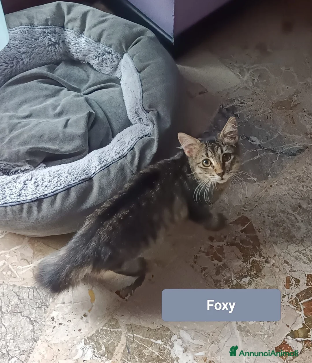 Meticcio gatti in regalo: Foxye - Annuncio 1