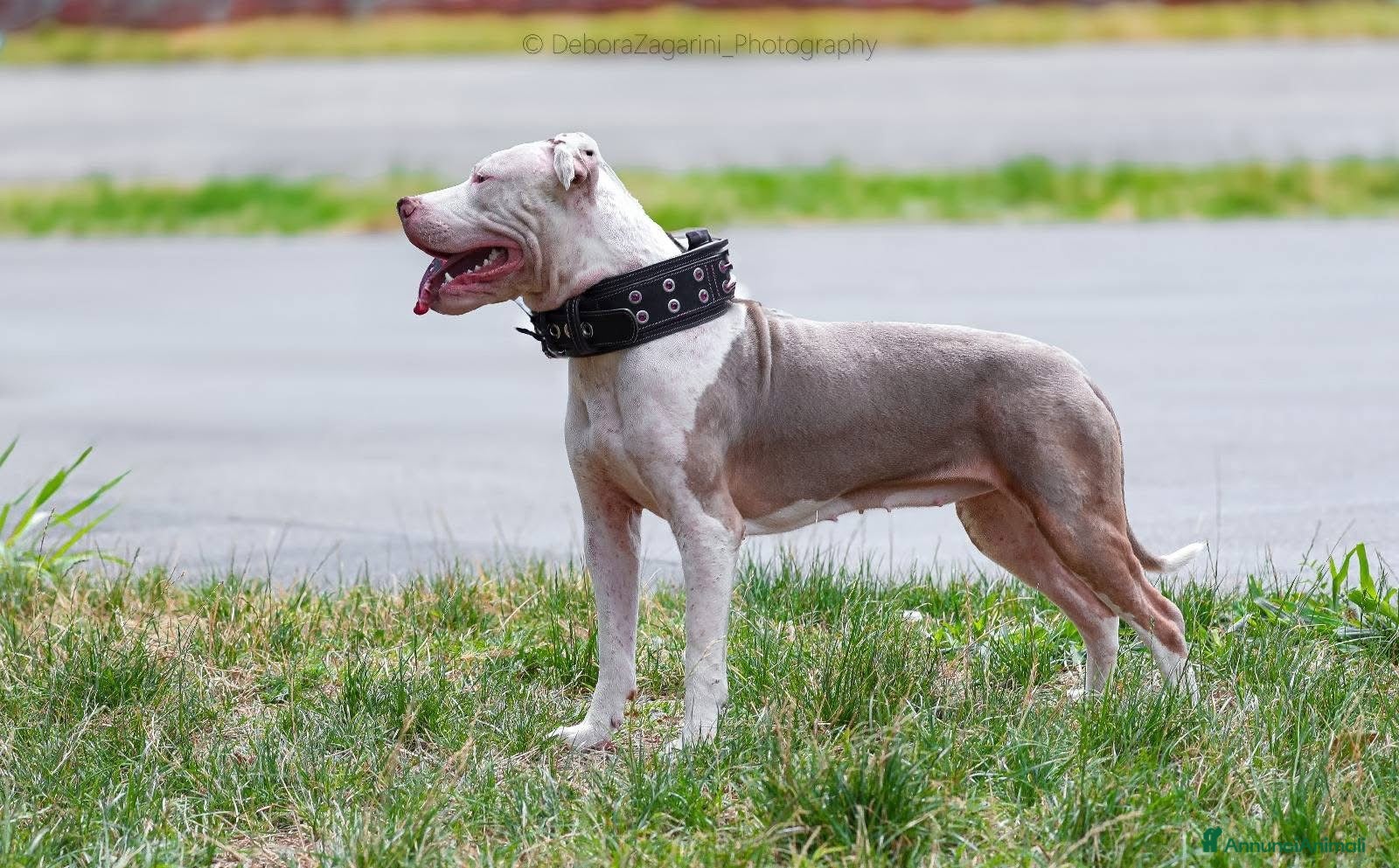 Pitbull cani Cuccioli di American Pitbull Terrier  - Annuncio 1