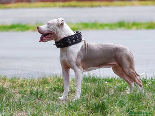Pitbull cani Cuccioli di American Pitbull Terrier - Annuncio 1