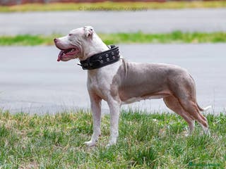 Pitbull cani Cuccioli di American Pitbull Terrier - Annuncio 12