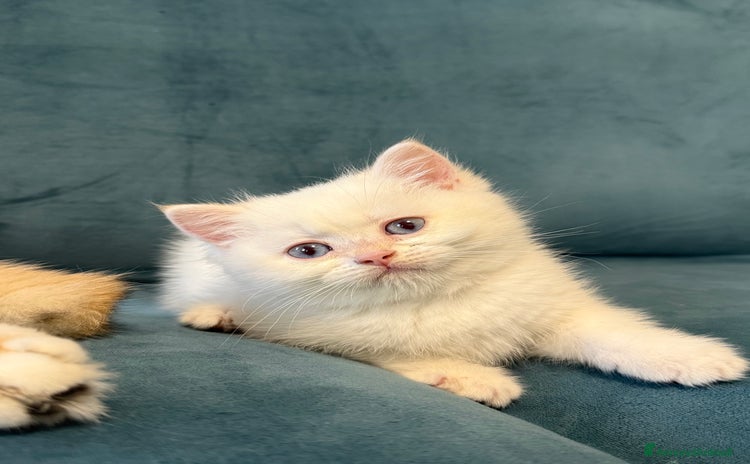 British gatti a Città Metropolitana di Torino - Annuncio 3