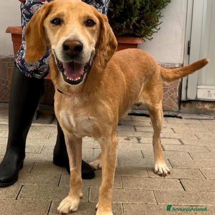 Meticcio cani DANNY CERCA CASA  - Annuncio 25