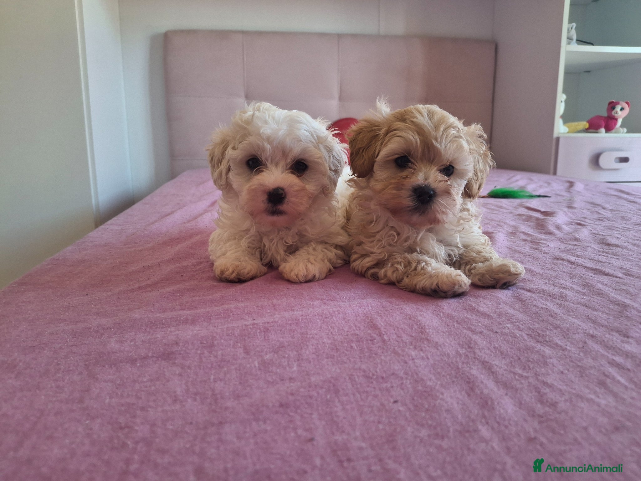 Maltipoo cani Cuccioli di Maltipoo - Annuncio 2
