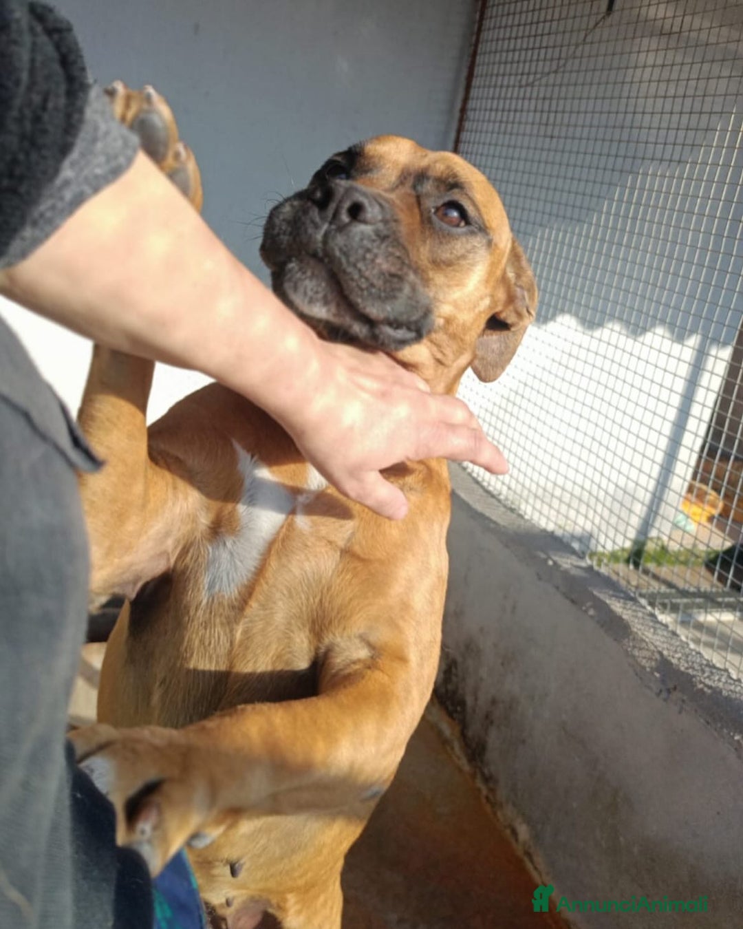 Boxer cani in regalo: ARTEMIS coccolona 4 anni derivato boxer cerca casa a Provincia di Latina - Annuncio 4