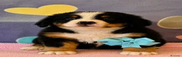 Bovaro del Bernese cani in vendita: Bovaro del Bernese Cuccioli disponibili  - Annuncio 5