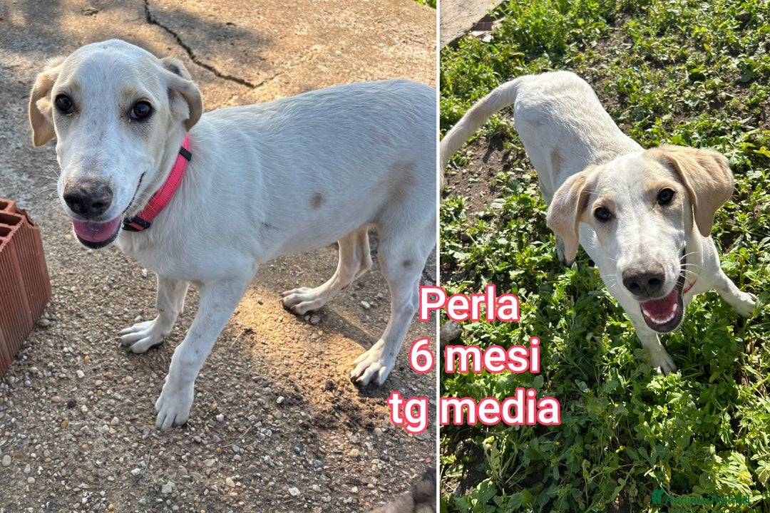 Meticcio cani in regalo: CUCCIOLI CERCANO CASA E AMORE - Annuncio 11