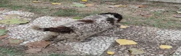 Lagotto cani in vendita: Cuccioli lagotto romagnolo da tartufi  - Annuncio 5