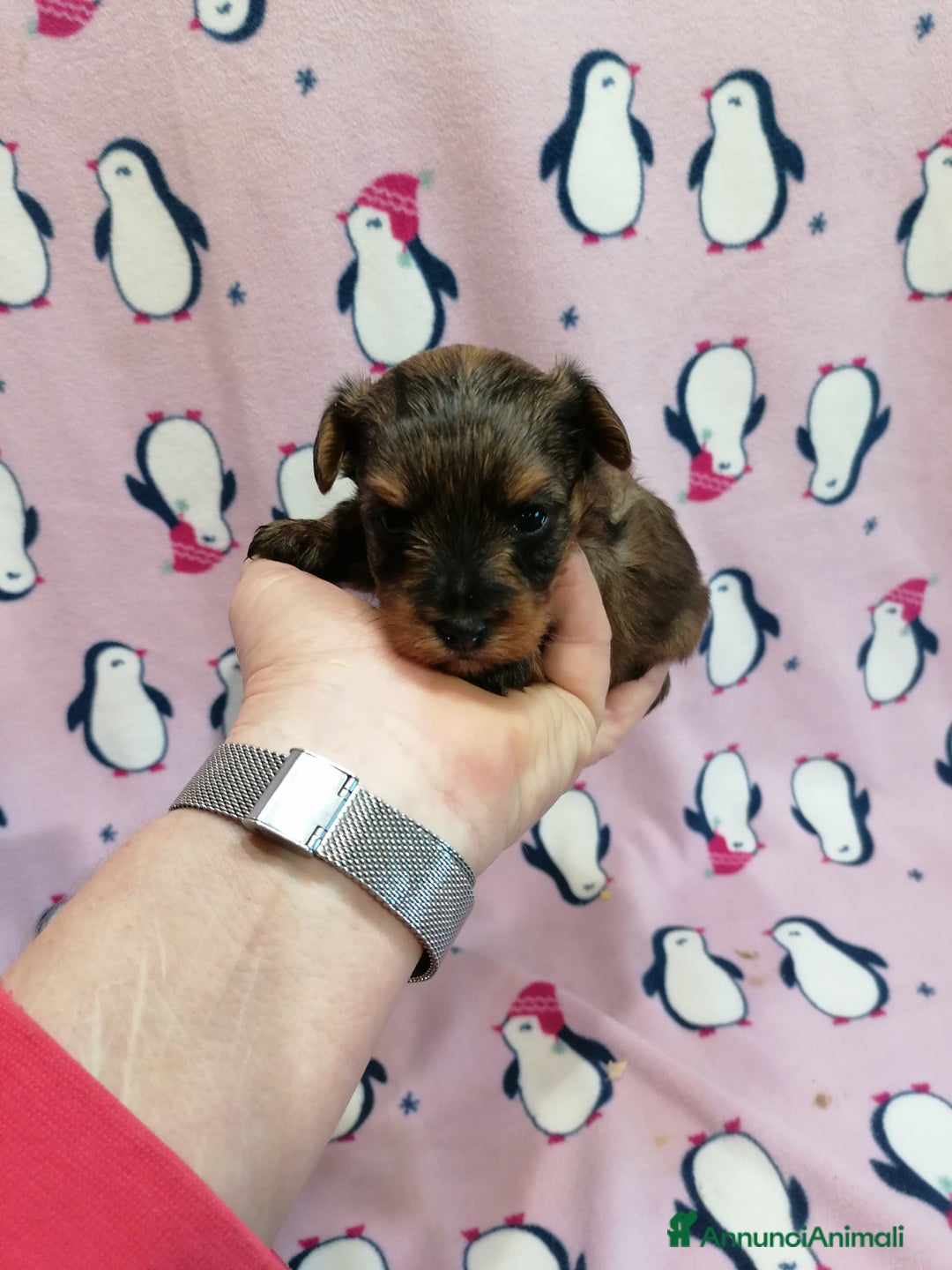 Meticcio cani in vendita: Yorkiepoo cuccioli - Annuncio 1