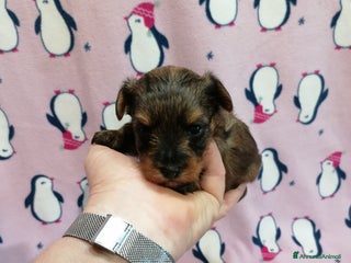 Meticcio cani Yorkiepoo cuccioli - Annuncio 8