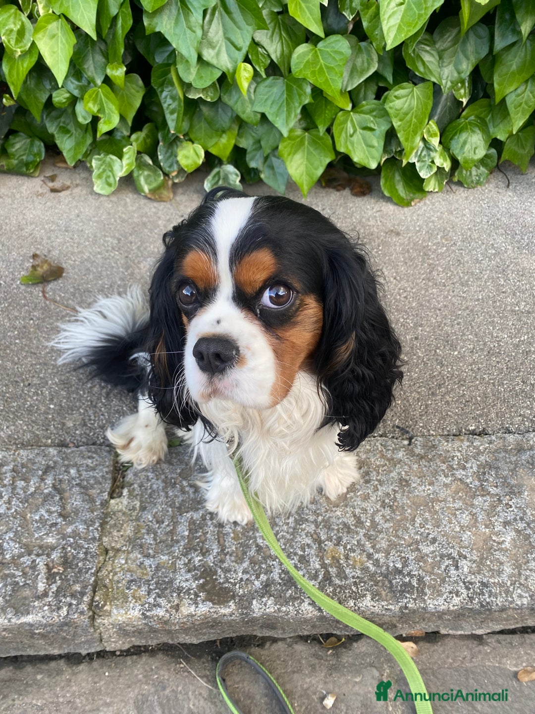 Cavalier King cani in regalo: Cavalier King Charles Spaniel - Annuncio 1