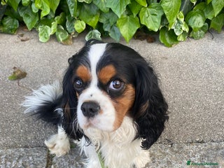 Cavalier King cani Cavalier King Charles Spaniel - Annuncio 8