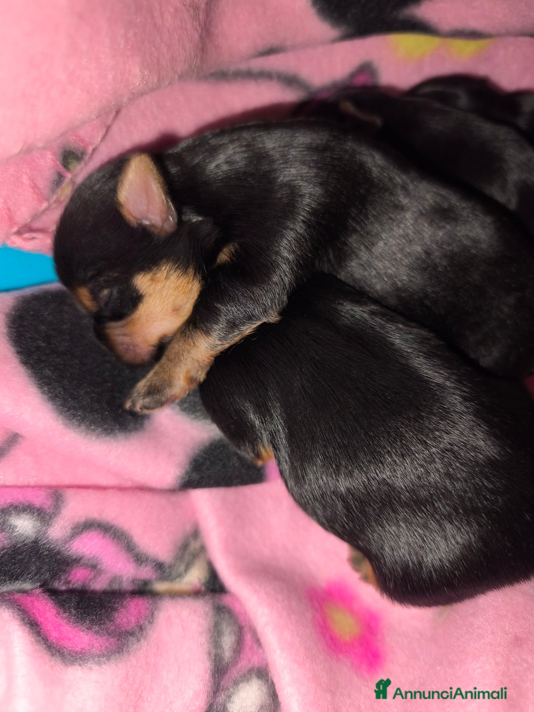 Yorkshire cani in vendita: Yorkshire toy - Annuncio 4