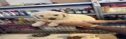 Barbone cani in vendita: CUCCIOLI BARBONE GIGANTE  a Provincia di Latina - Annuncio 3