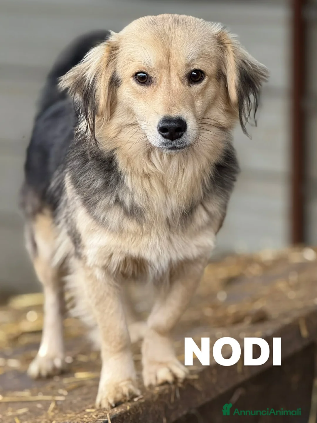 Meticcio cani in regalo: NODI, dolcissimo cucciolo pelosone! Tg PICCOLA - Annuncio 3