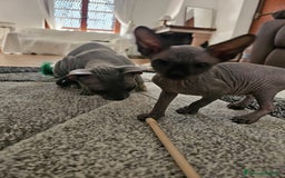 Sphynx gatti in vendita: Gattini Sphynx  a Città metropolitana di Roma Capitale - Immagine 5