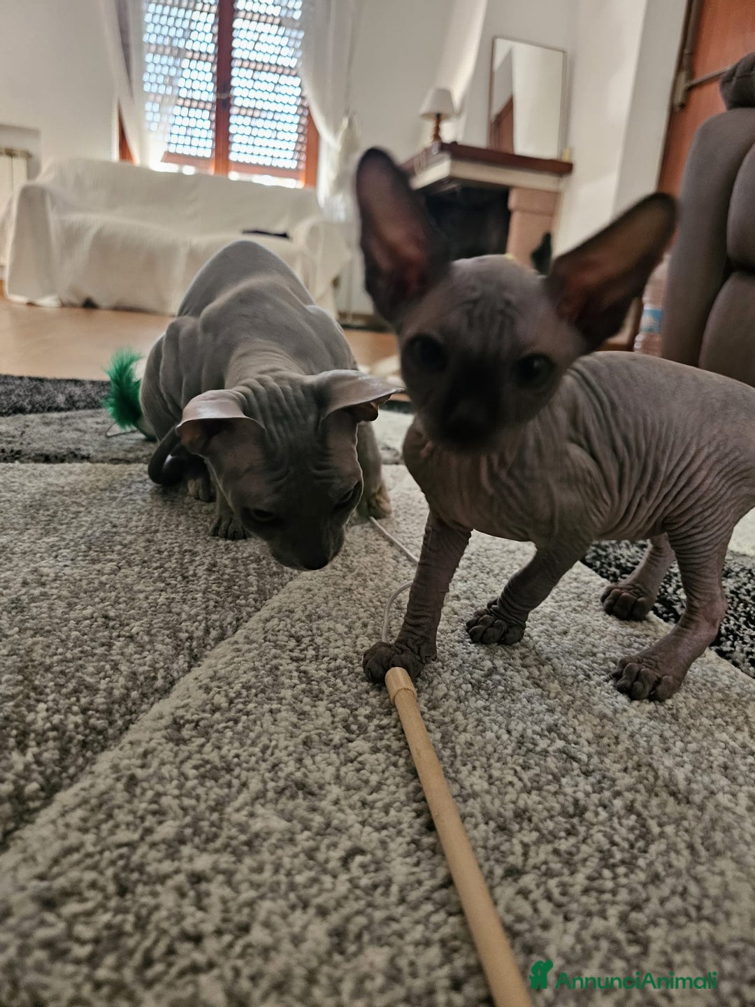 Sphynx gatti in vendita: Gattini Sphynx  a Città metropolitana di Roma Capitale - Immagine 5