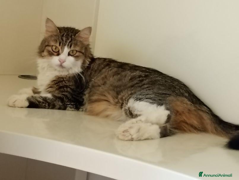 Meticcio gatti 2 affettuosi mici cercano casa - Annuncio 19