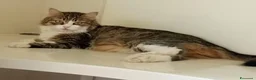 Meticcio gatti in regalo: 2 affettuosi mici cercano casa - Annuncio 1