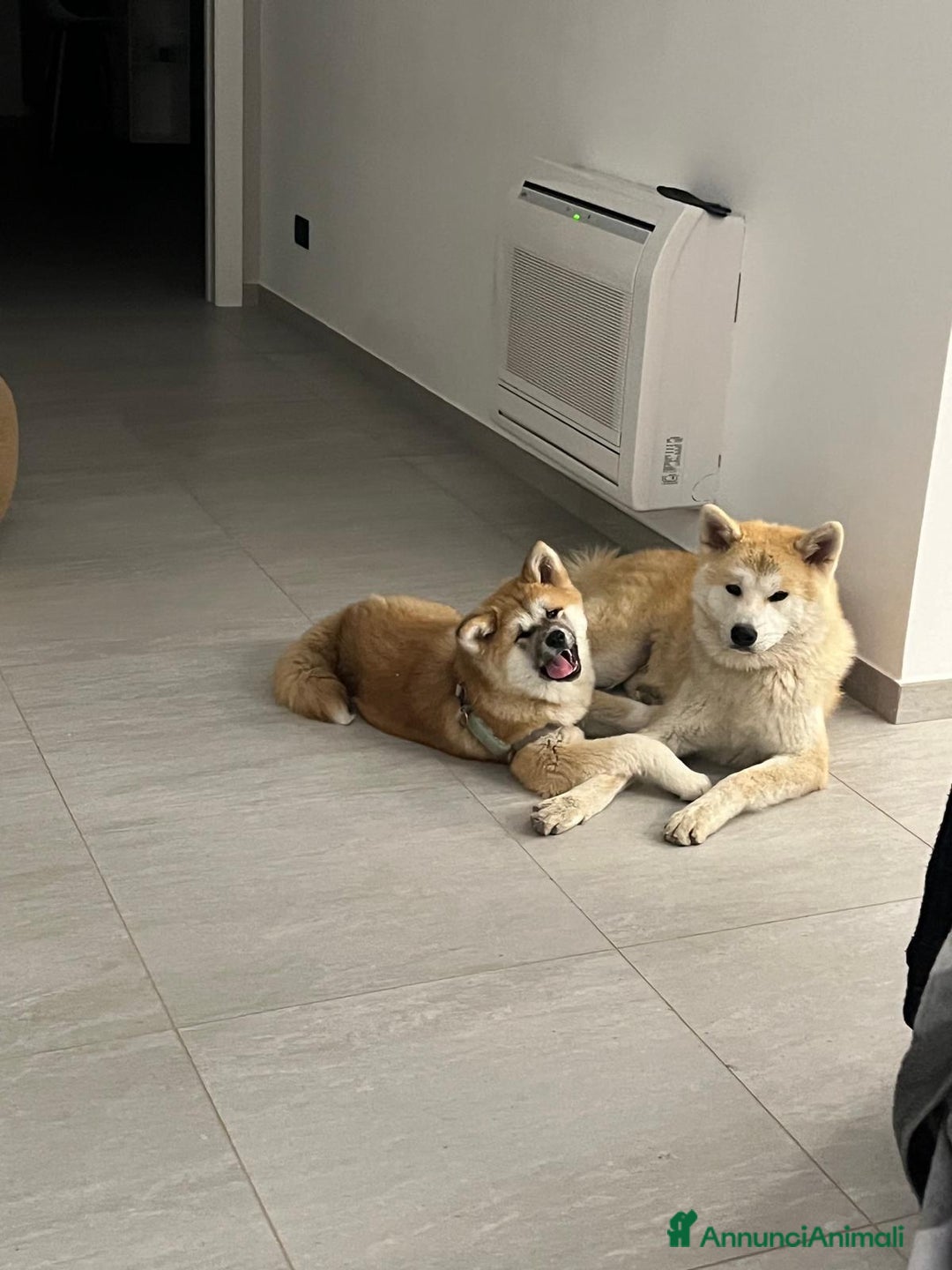 Akita Inu cani in vendita: Cuccioli di akita inu disponibili dal 23 dicembre  - Annuncio 3