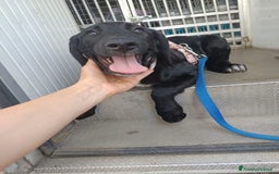 Meticcio cani in regalo: Giusy, cucciolona dolcissima e affettuosissima a Provincia di Modena - Immagine 8