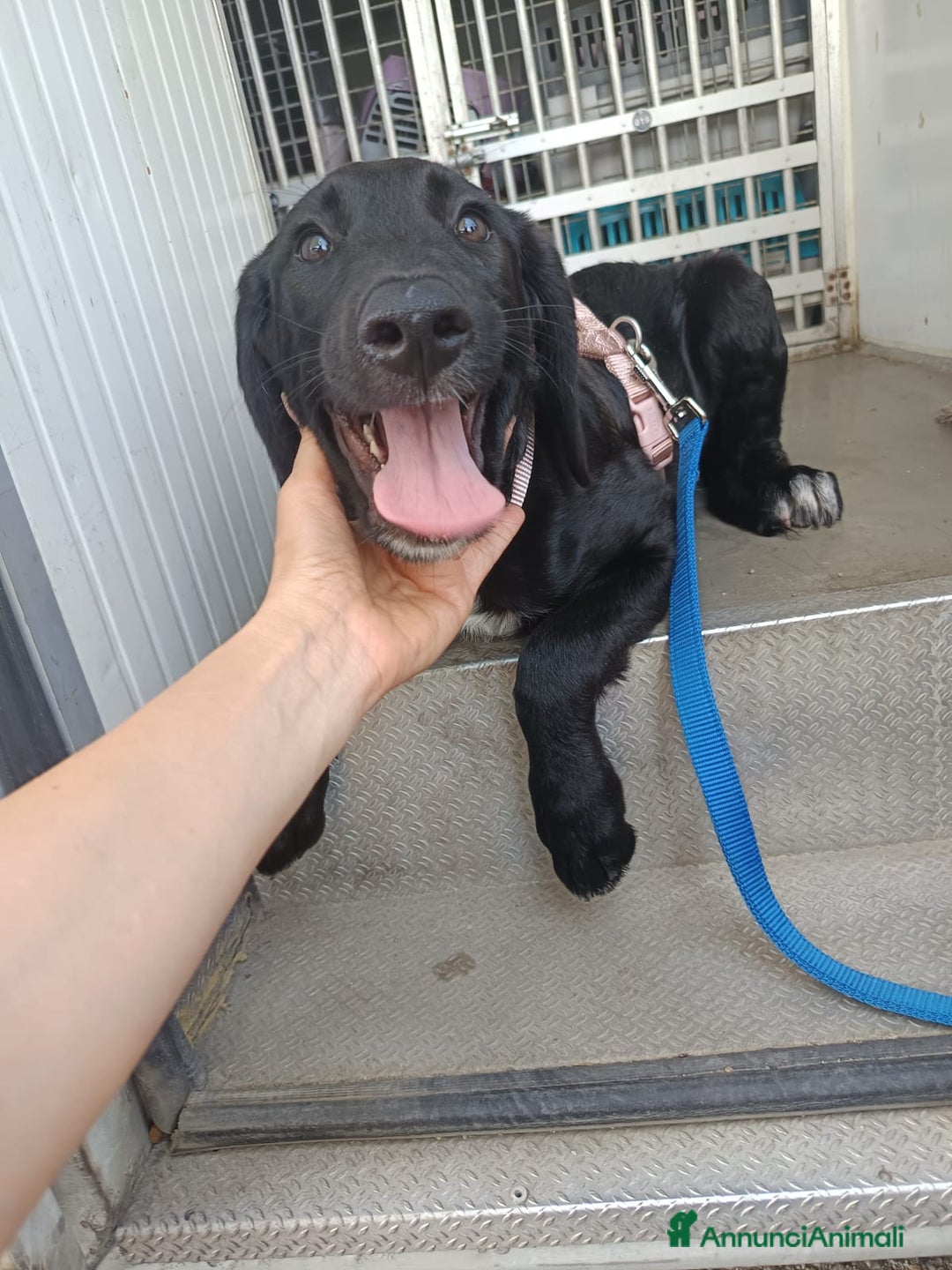 Meticcio cani in regalo: Giusy, cucciolona dolcissima e affettuosissima a Provincia di Modena - Immagine 8