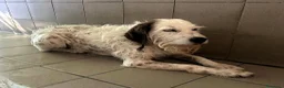 Meticcio cani in regalo: BIANCO TENERO SPINONE - Annuncio 5