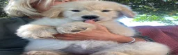 Golden Retriever cani in vendita: CUCCIOLA GOLDEN AMERICANO - Annuncio 4