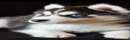 Husky cani in vendita: SIBERIAN HUSKY CUCCIOLATA CON PEDIGREE  - Annuncio 1