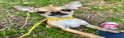 Chihuahua cani in vendita: Giovane Chihuahua femmina pelo corto  - Annuncio 2