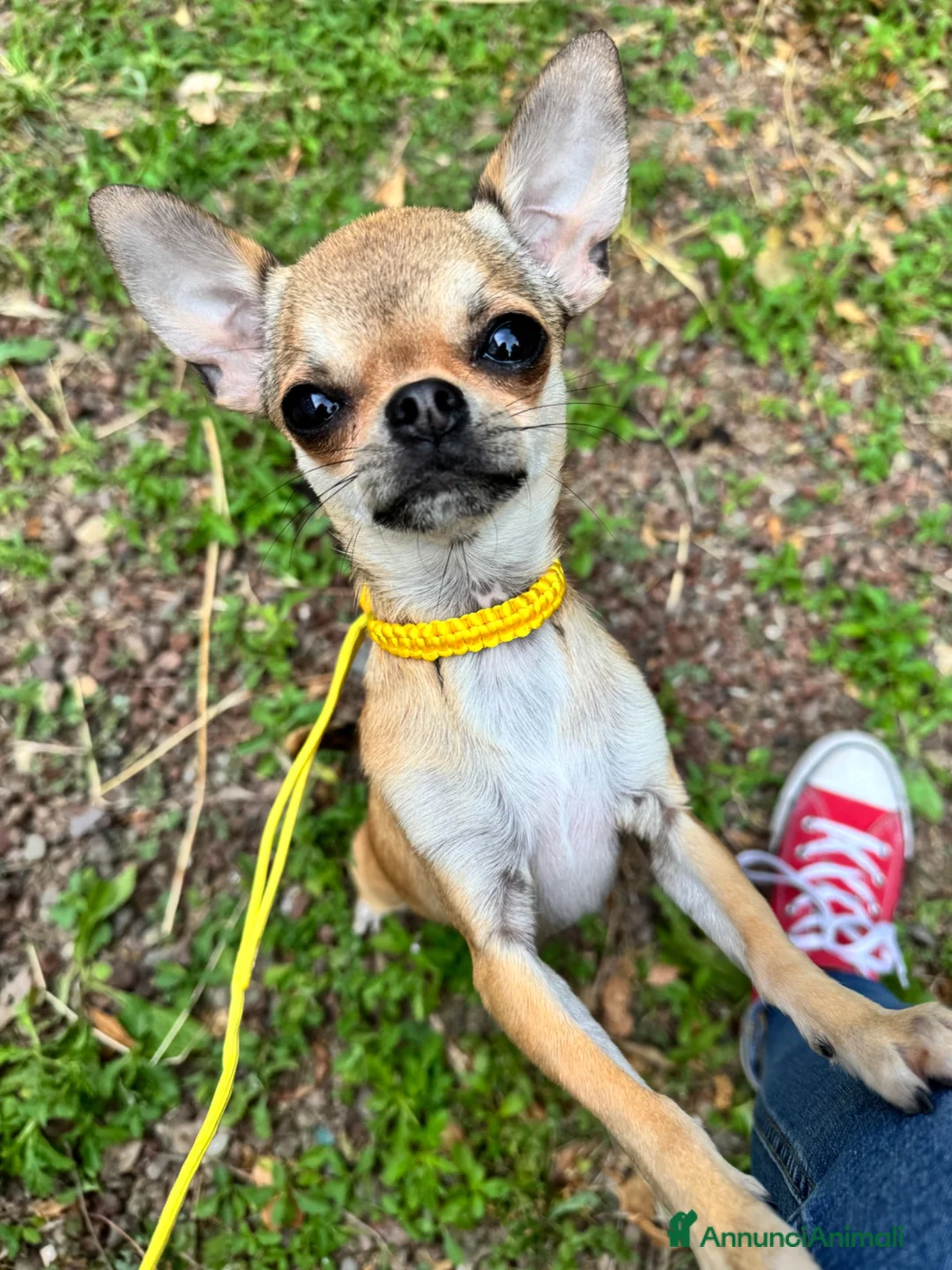 Chihuahua cani in vendita: Giovane Chihuahua femmina pelo corto  - Annuncio 2