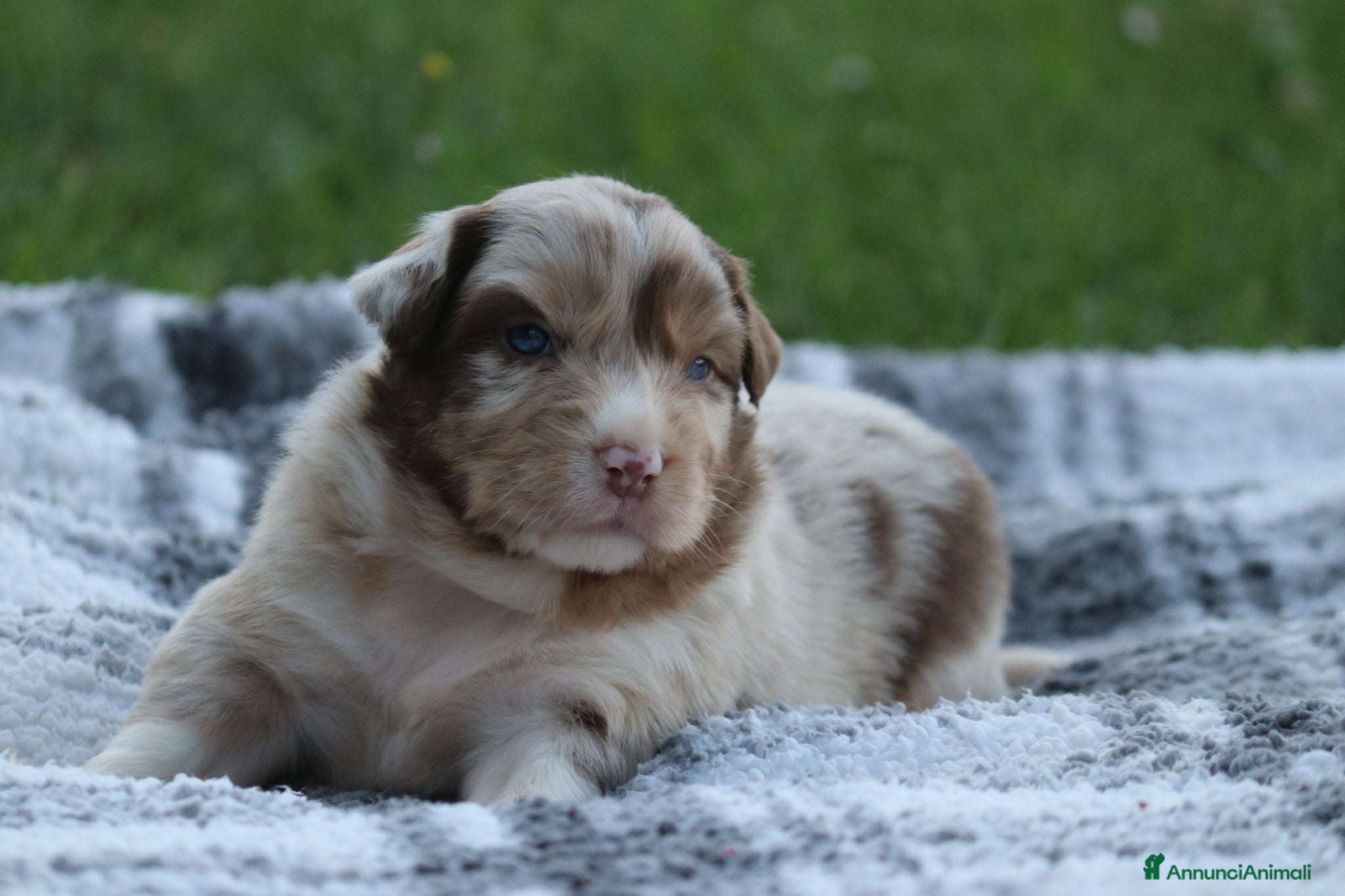 Australian Shepherd cani Cucciolini di Australian Shepherd - Annuncio 13