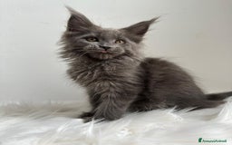 Maine Coon gatti in vendita: Cuccioli di Mainecoon  - Immagine 4