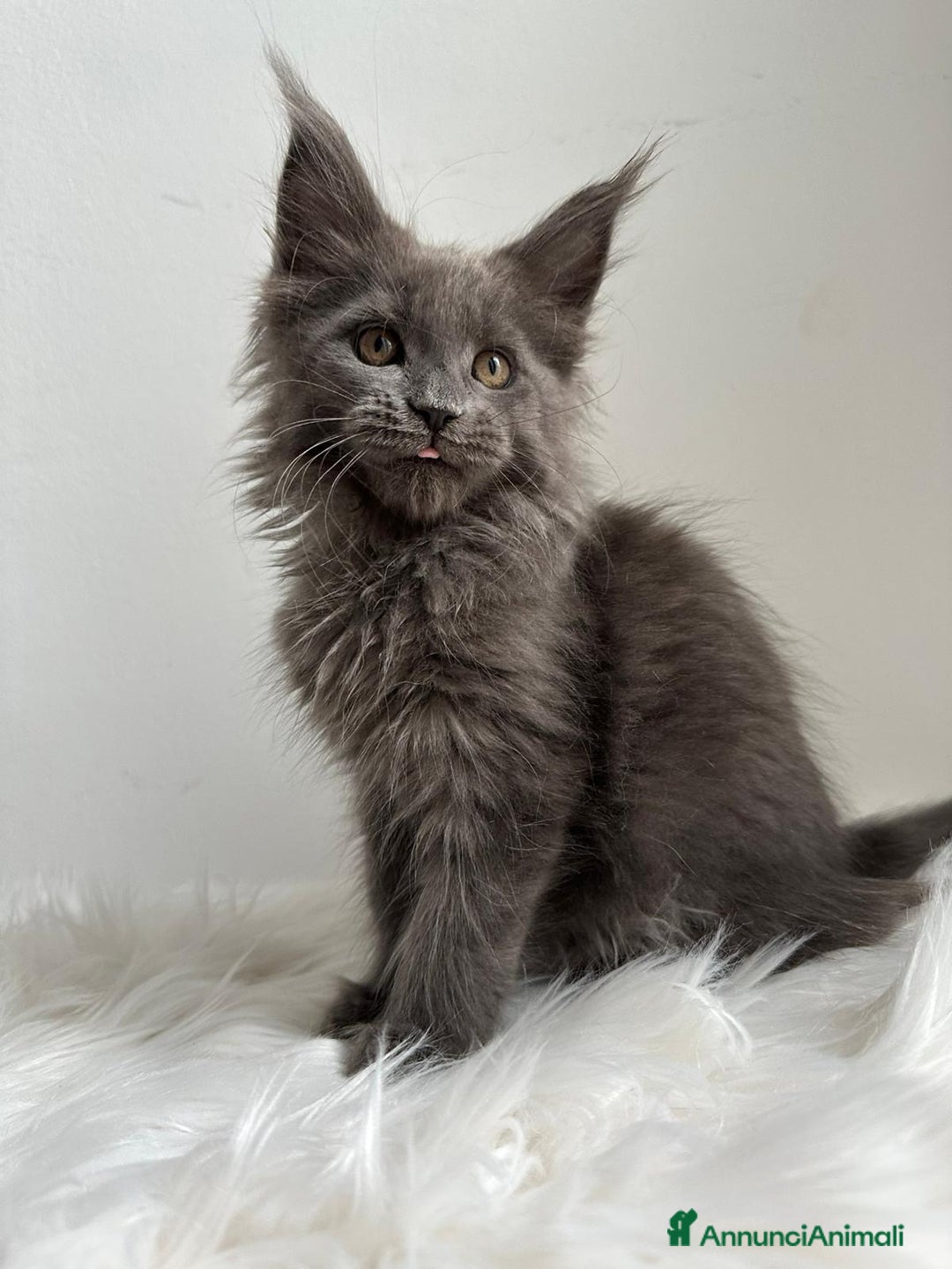 Maine Coon gatti in vendita: Cuccioli di Mainecoon  - Immagine 4