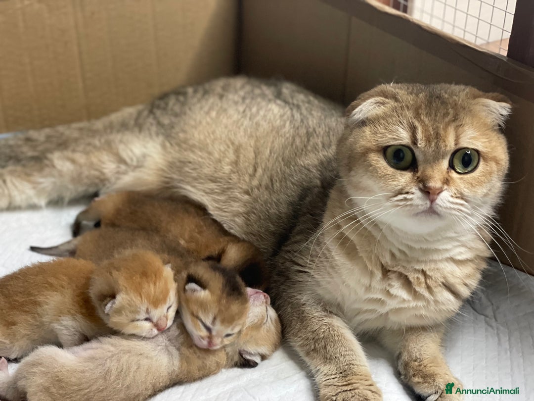 Scottish gatti in vendita: Scottish Fold - Immagine 2