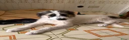 Bearded Collie cani in regalo: Maya 4 mesi di dolcezza  - Annuncio 5