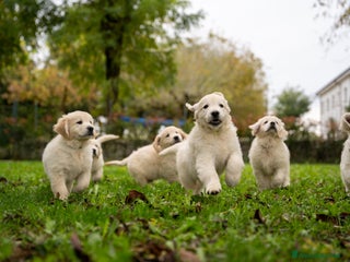 Golden Retriever cani cuccioli di golden retriever - Annuncio 35