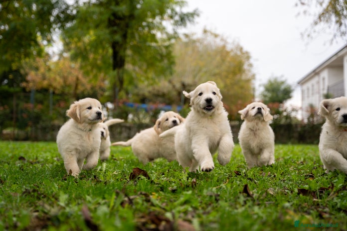 Golden Retriever cani - Annuncio 1